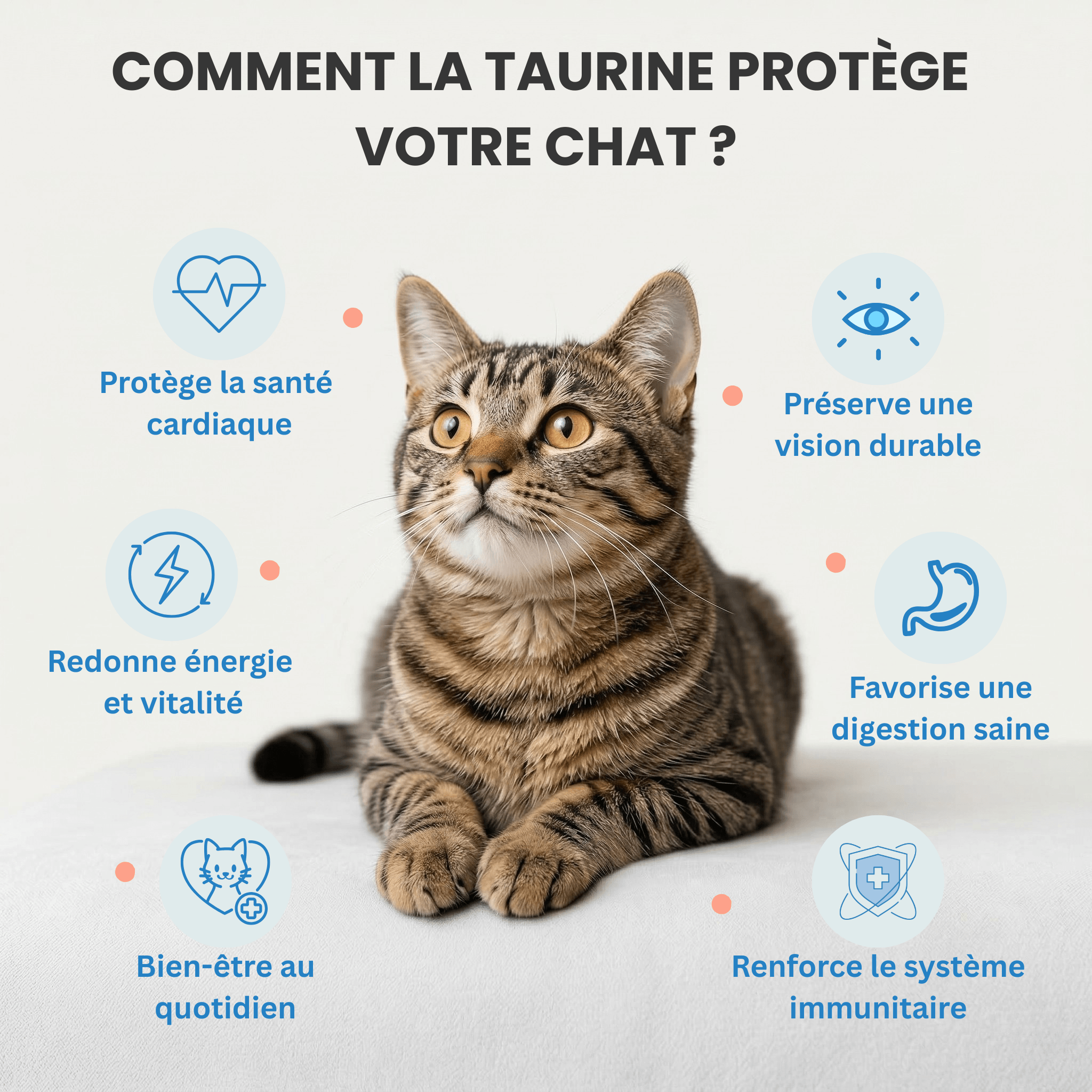 TauriPure™ – Complément de Taurine pour Chat